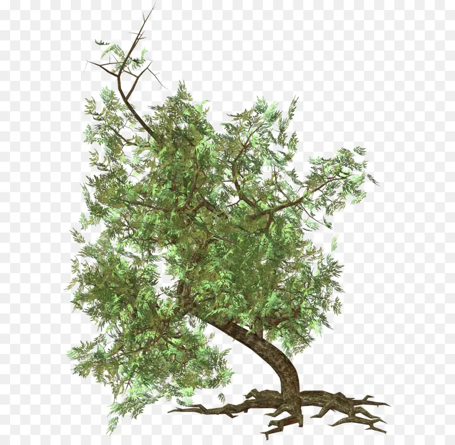 Árbol，Planta PNG