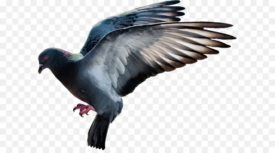 Nacionales La Paloma，Columbidae PNG