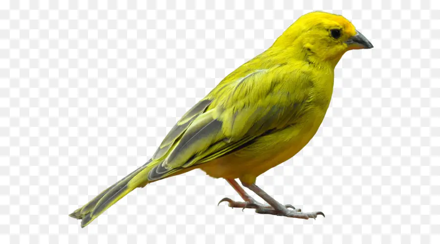 Pájaro Amarillo，Plumas PNG