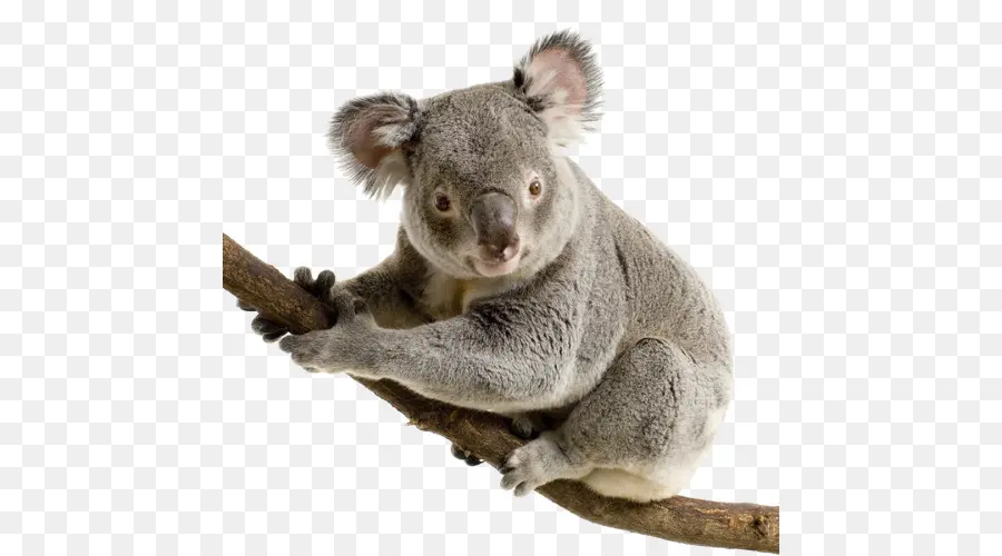 Koala，Australia PNG