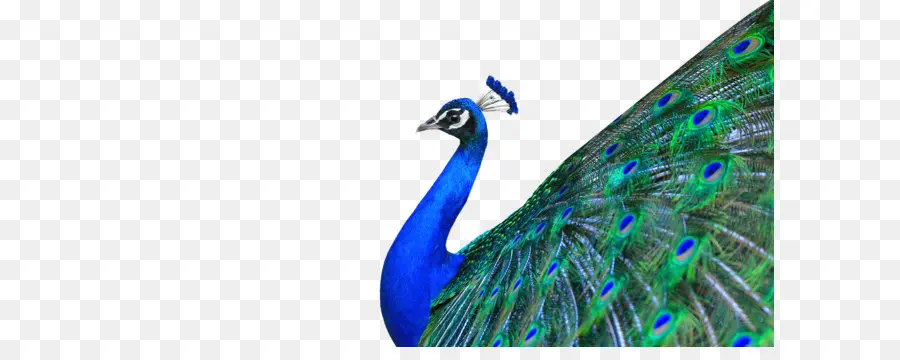 Pavo Real，Pluma PNG