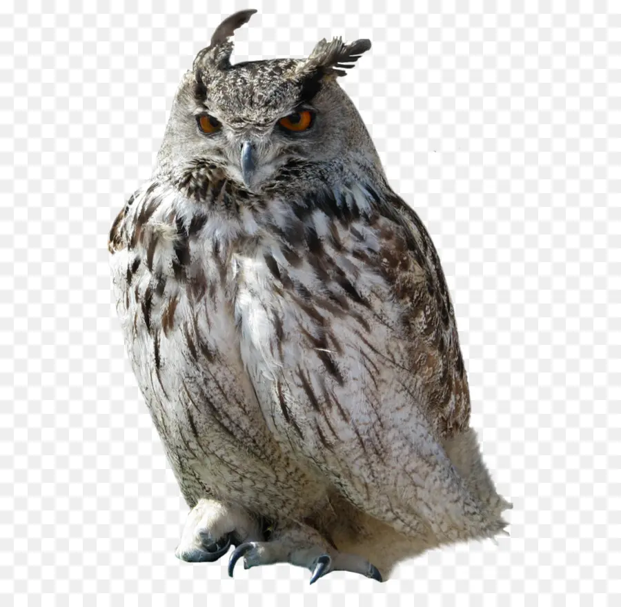 Lechuza，Gran Cuernos Owl PNG