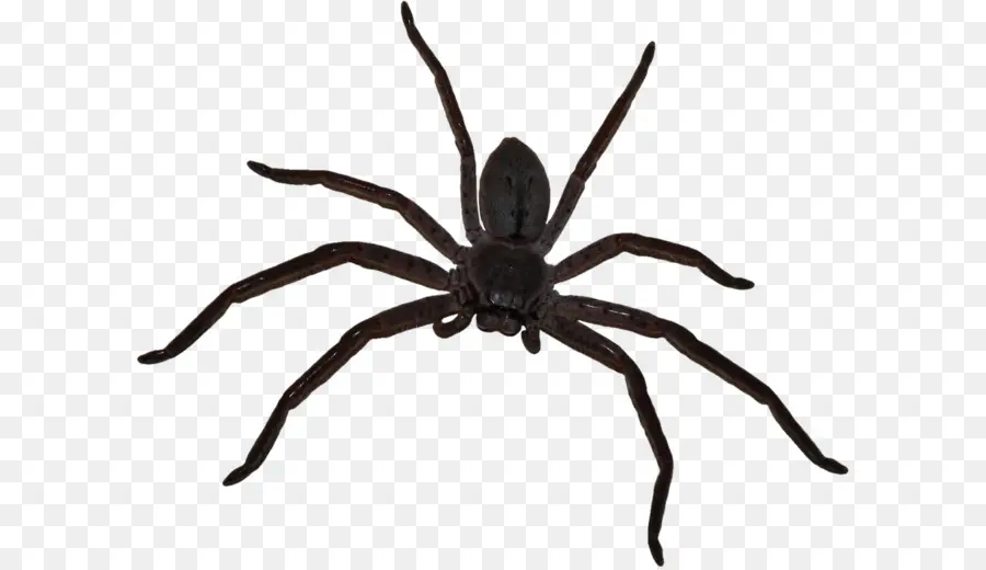 Araña，Halloween PNG