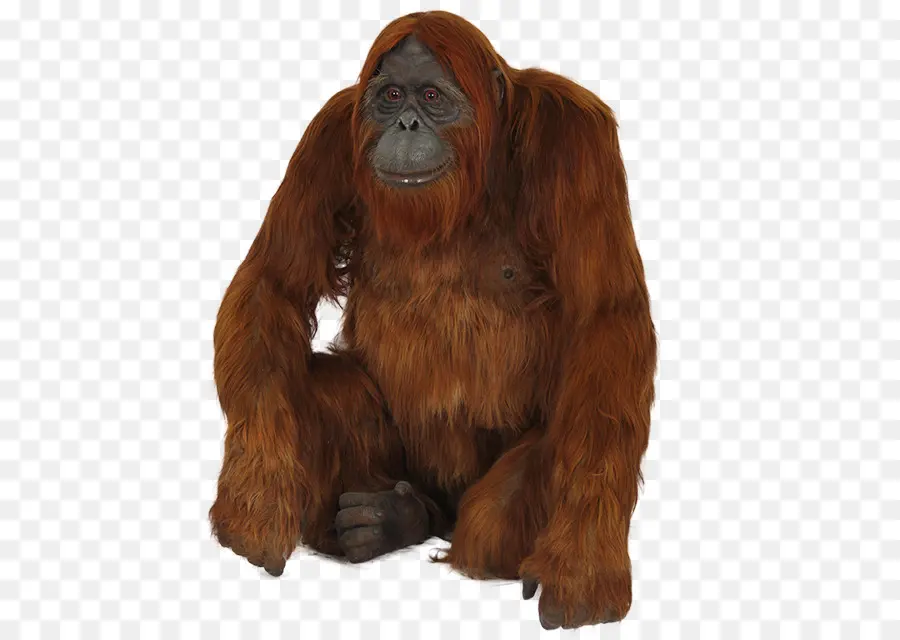 Gorila，Primado PNG