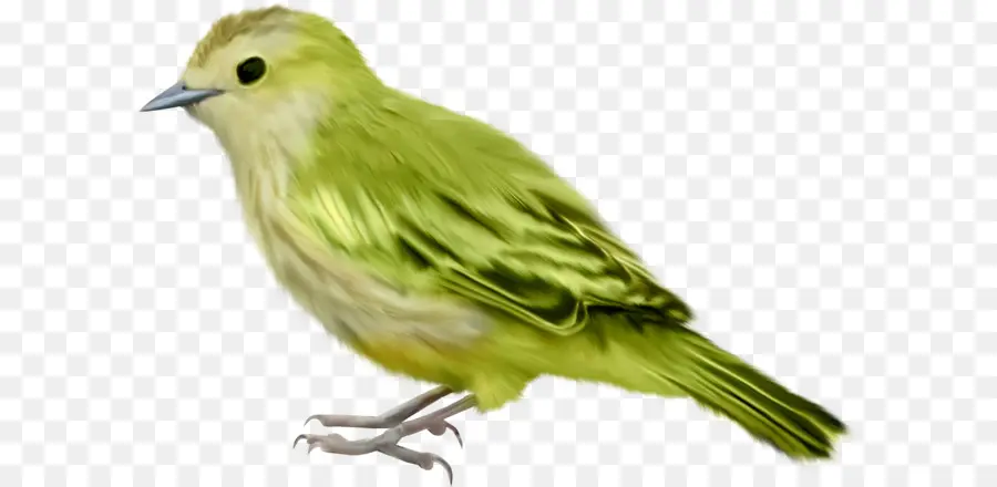 Pájaro Colorido，Pájaro PNG