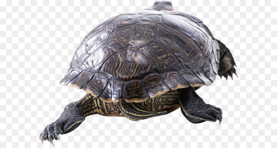 Tortuga，Reptiles PNG