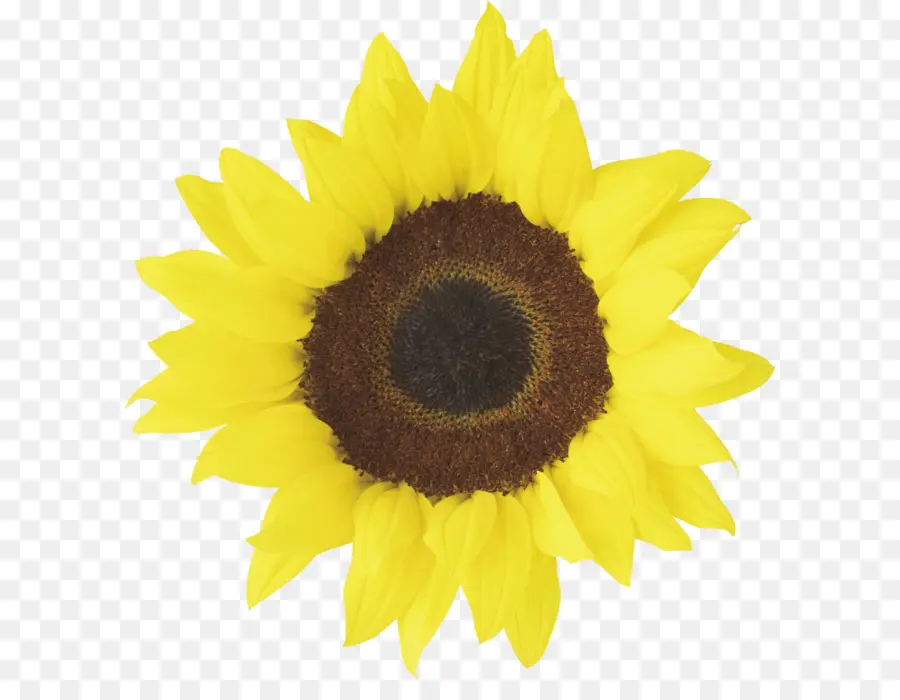 Girasol Común，Girasol Rojo PNG