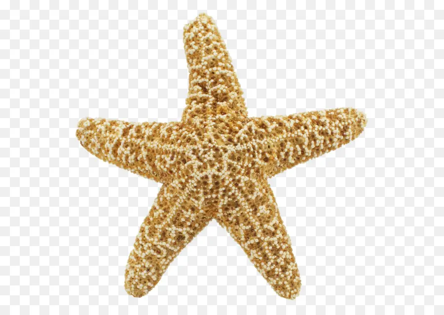 Estrella De Mar，Mar PNG