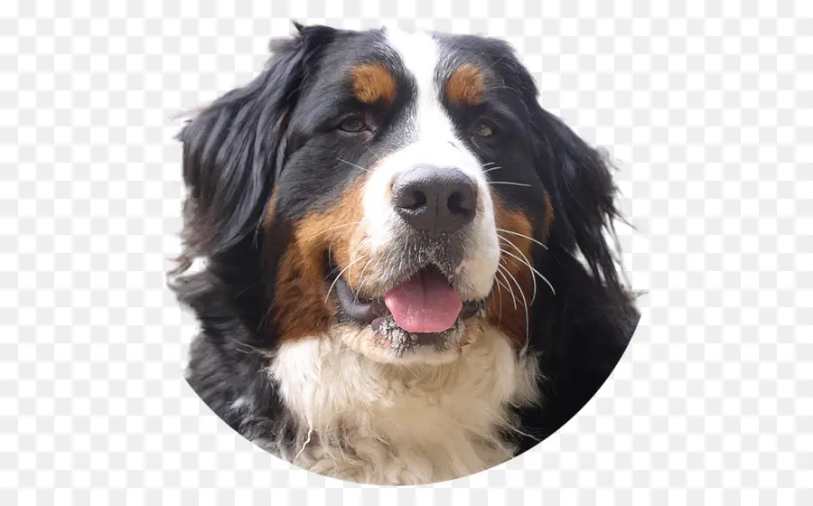 Perro，Mascota PNG