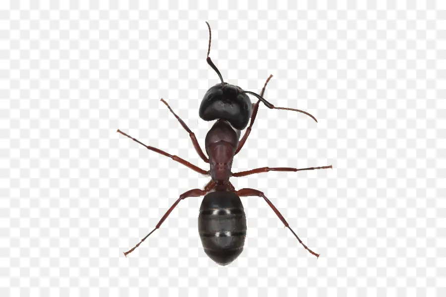 Hormiga，Hormiga De Carpintero Negro PNG