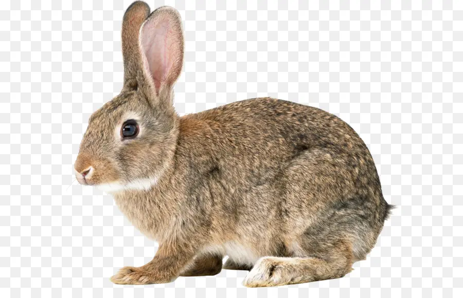 Conejito De Pascua，Europea De Conejo PNG