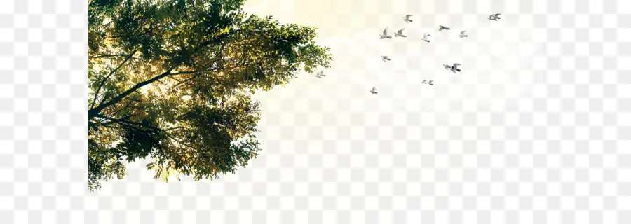 árbol Y Pájaros，árbol PNG