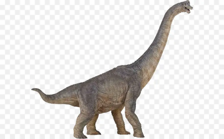 Morrison Formación，Brachiosaurus PNG