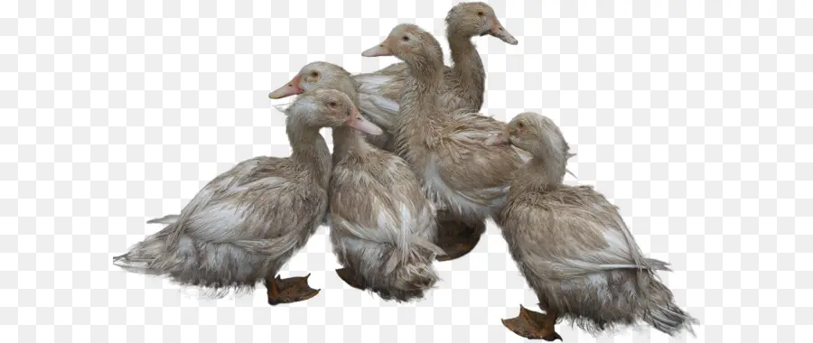 Patos，Plumas PNG