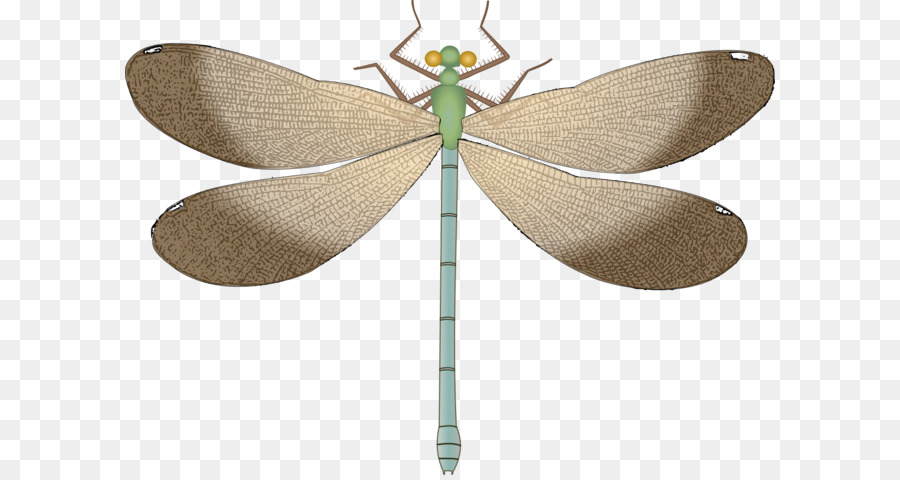 Libélula，Diamisco PNG