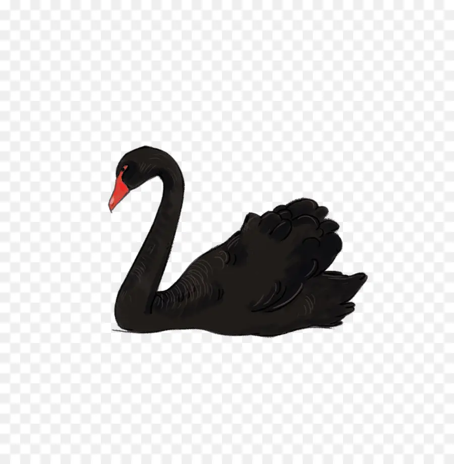 Black Swan，Aves PNG