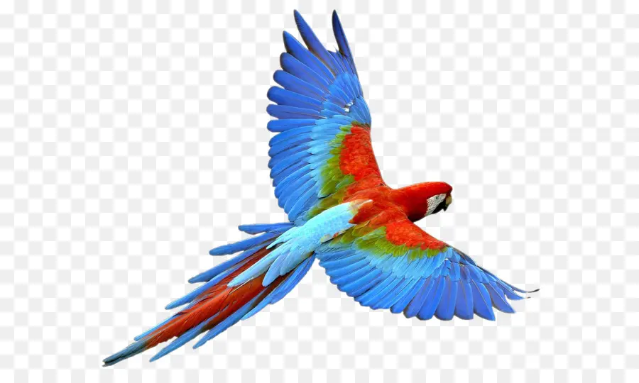 Loro，Aves PNG