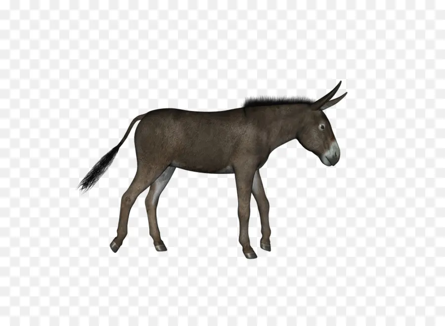 Burro，Burro Pie PNG