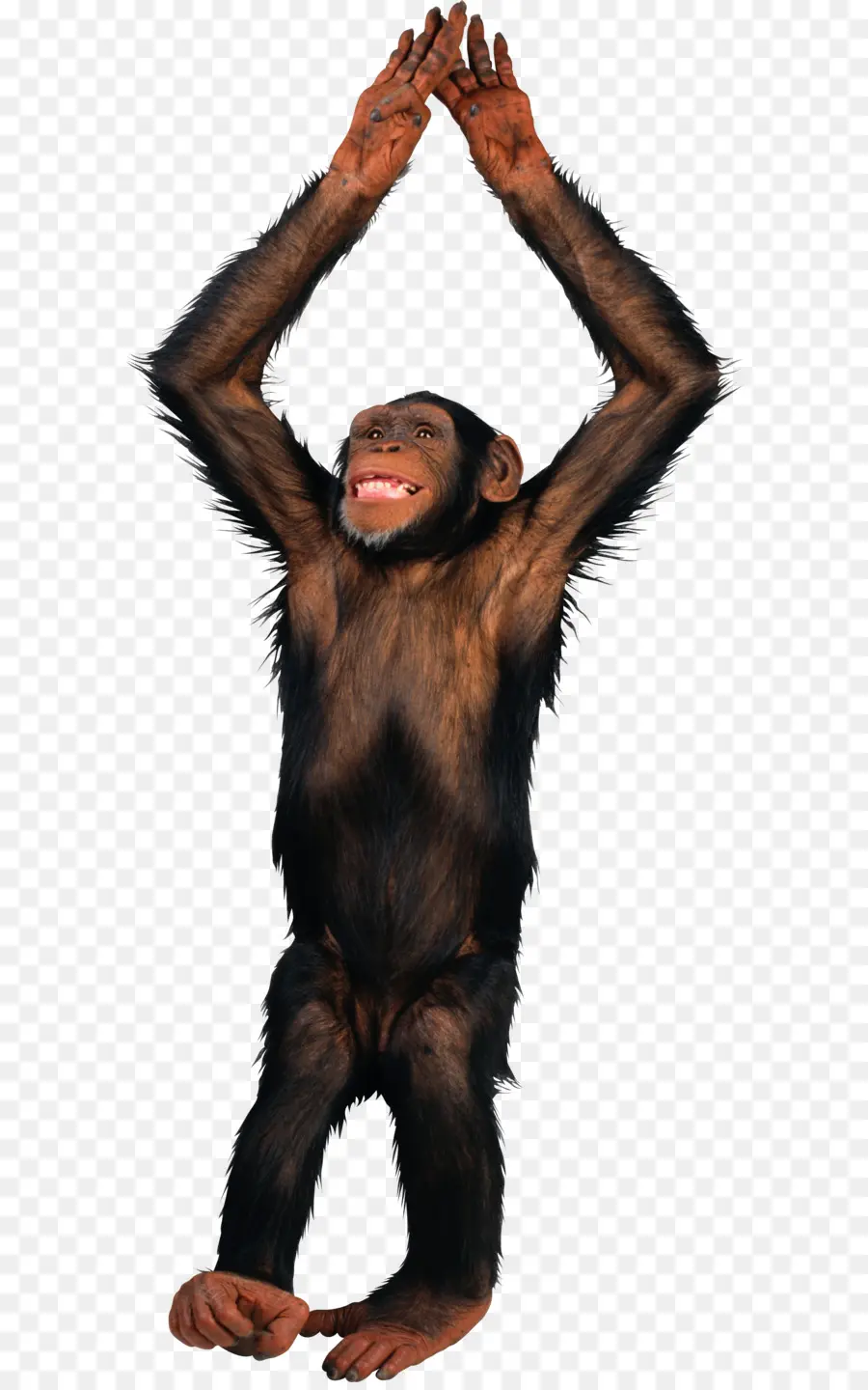 Mono，Chimpancé PNG