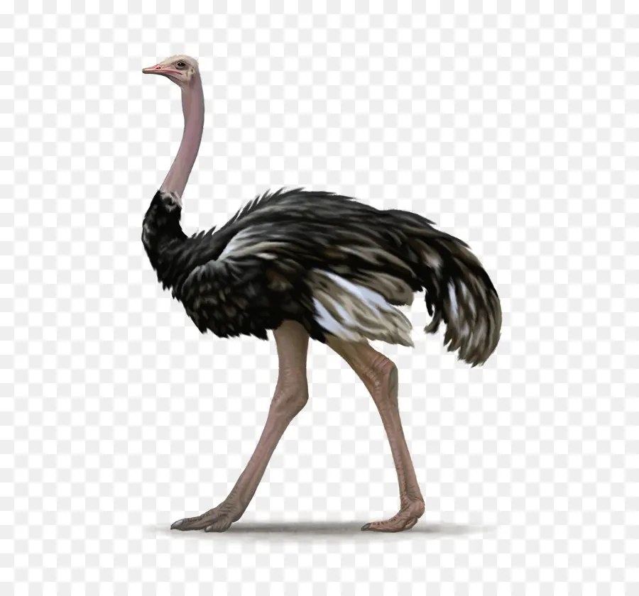 Avestruz，Animal PNG