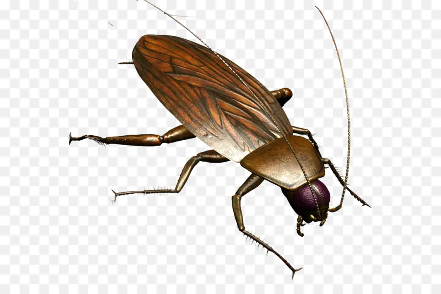 Cucaracha，Los Insectos PNG