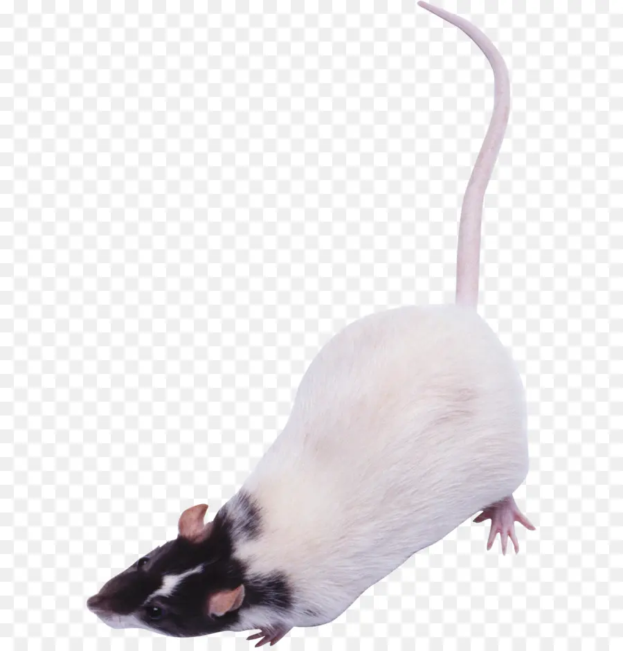 Rata，Ratón PNG