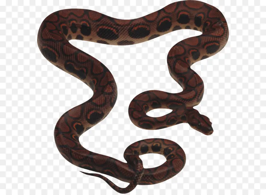 La Serpiente，Reptiles PNG