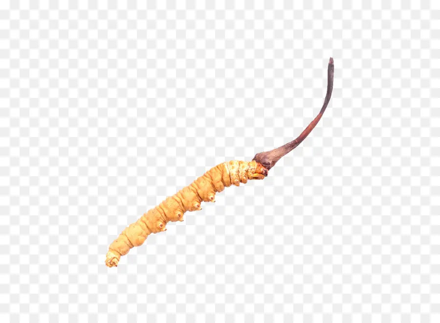 Caterpillar Hongo，Cordyceps PNG