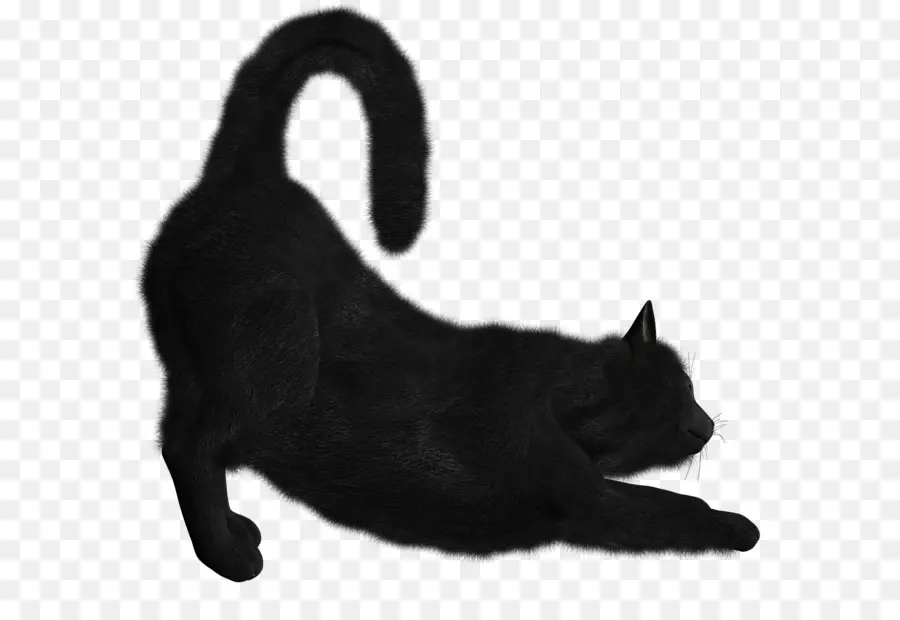 Bombay Cat，Gatito PNG