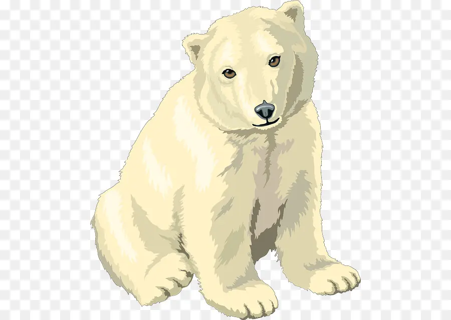 Oso Polar，Oso PNG