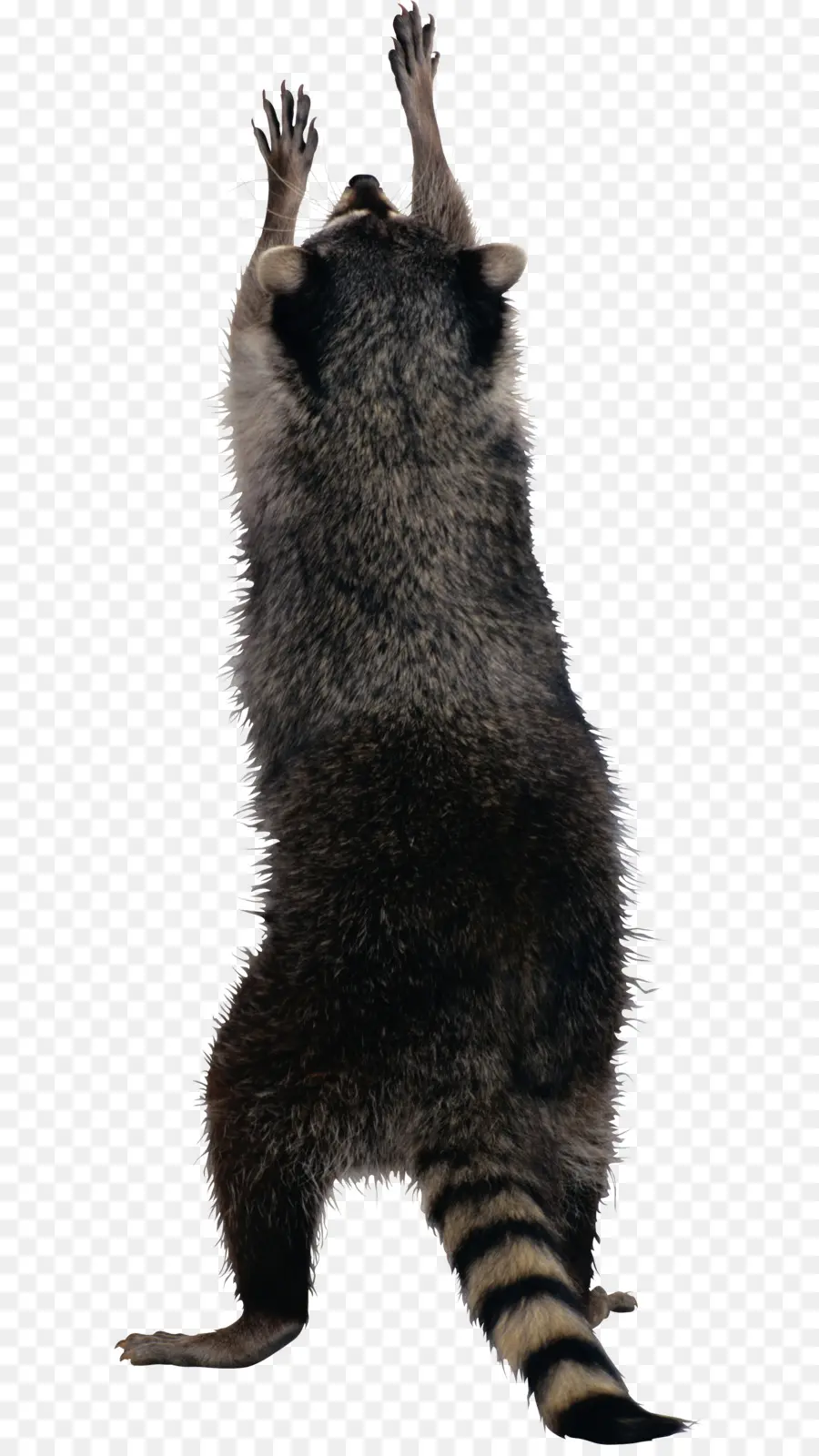 Mapache，Pelo PNG