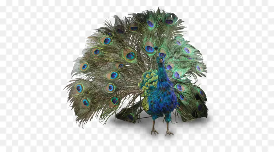 Pájaro，Pavo Real PNG