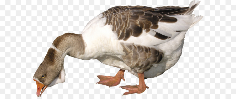 Pato，Ganso PNG