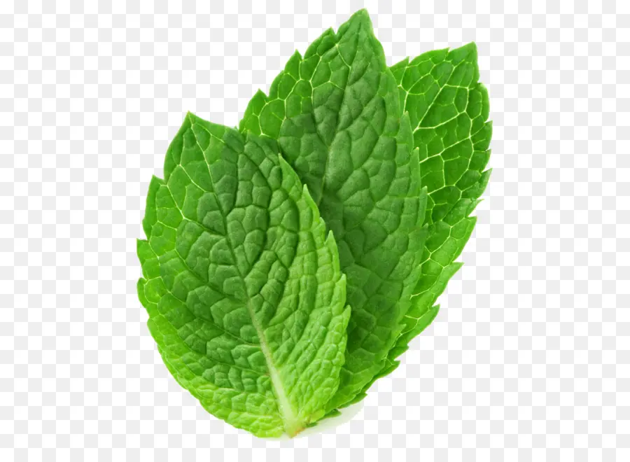 Menta，Mentha Spicata PNG