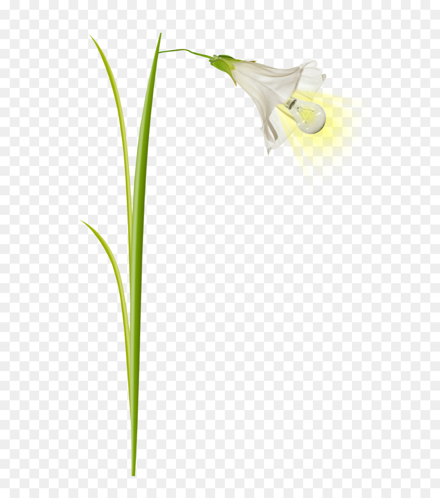 Flor，Provenir PNG