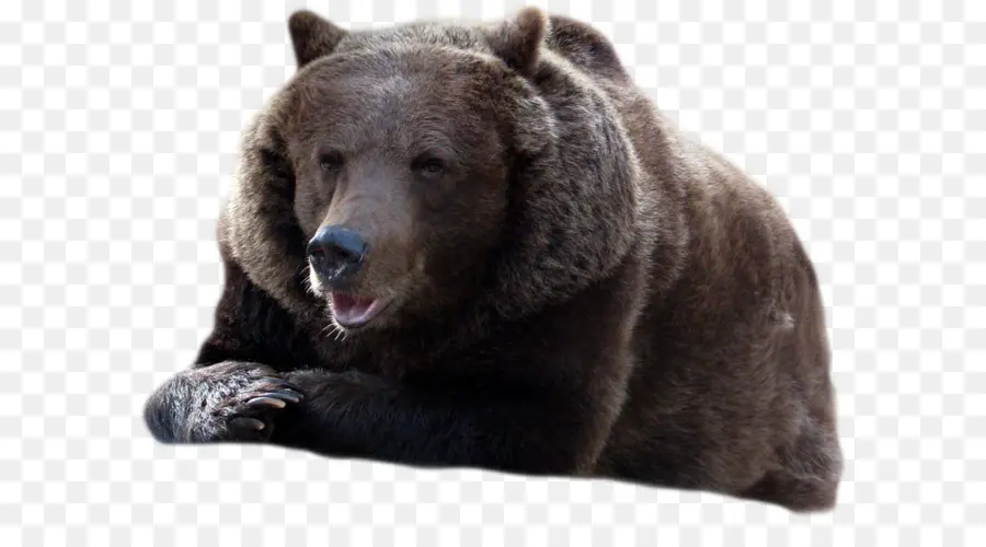 Oso，Oso Negro Americano PNG