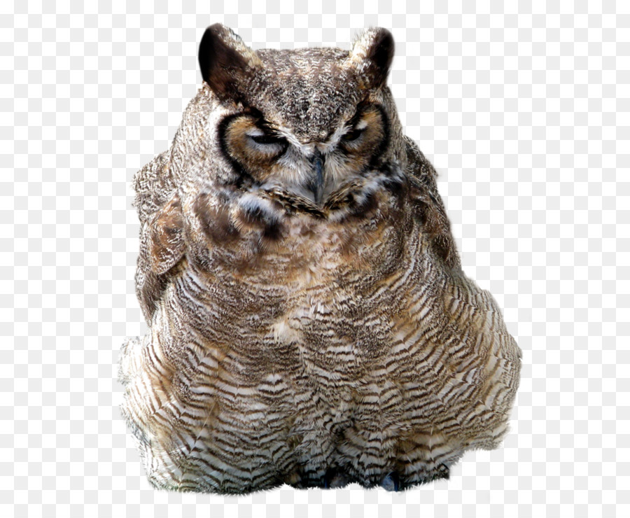 Gritos La Owl，Aves PNG