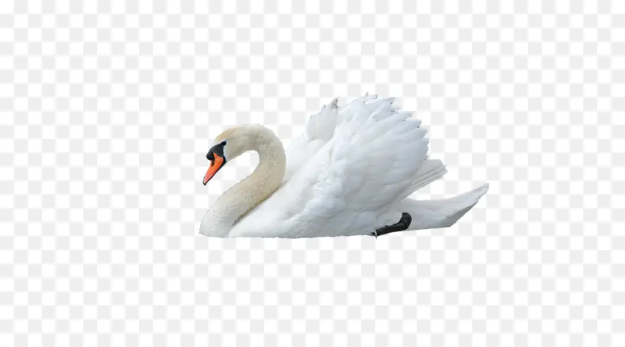 Black Swan，Aves PNG