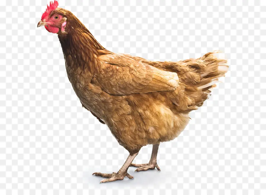 Pollo，Pollo Al Curry PNG