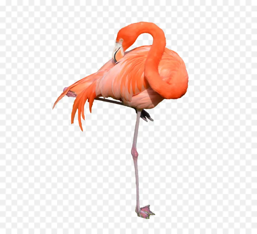 Flamingo，Descargar PNG