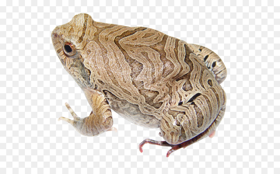 Rana，Sapo PNG