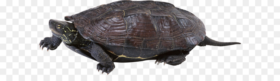 Tortuga，Descargar PNG