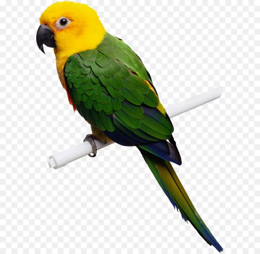 Loro Colorido，Exótico PNG