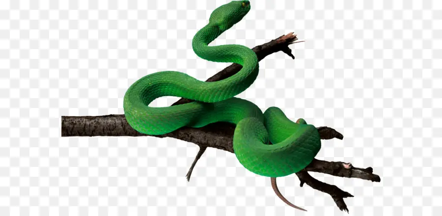 La Serpiente，Víboras PNG