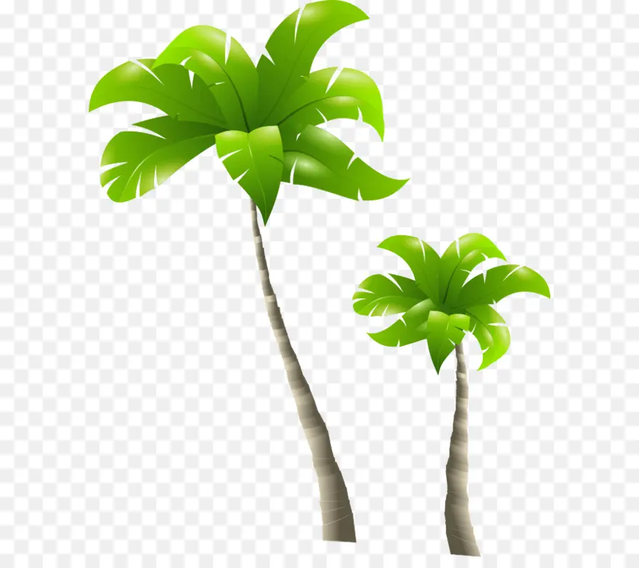 Arecaceae，Árbol PNG