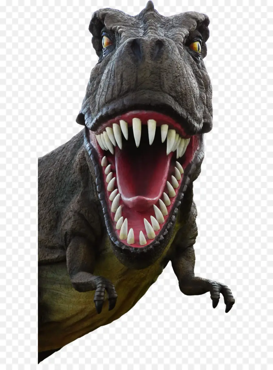 Tyrannosaurus，Triceratops PNG