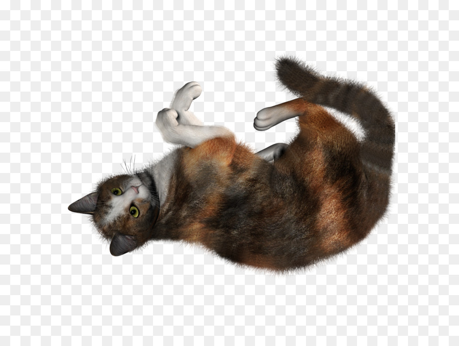 Gato，Mascota PNG