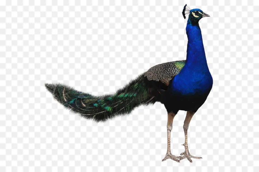 Aves，Pavo Real PNG