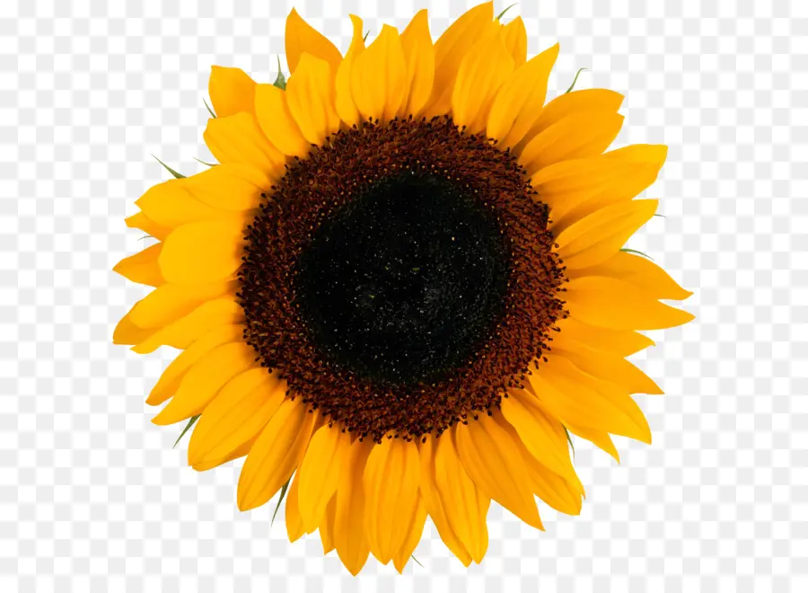 Común De Girasol，La Fotografía PNG