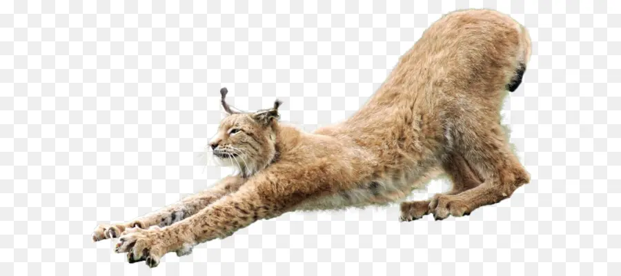 Eurasia Lince，Bobcat PNG